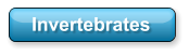 Invertebrates