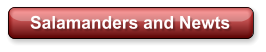 Salamanders and Newts